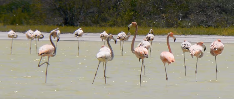 Sığ lagün suyunda pembe flamingolar