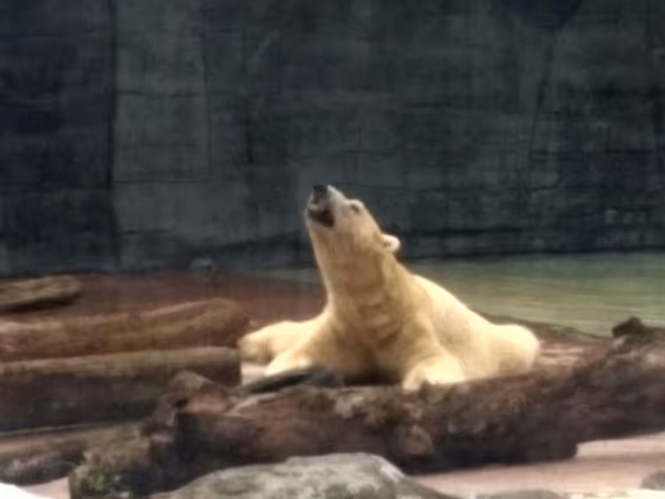 IJsbeer liggend op boomstammen in de dierentuin