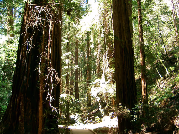 Hain alter Mammutbäume im Muir Woods