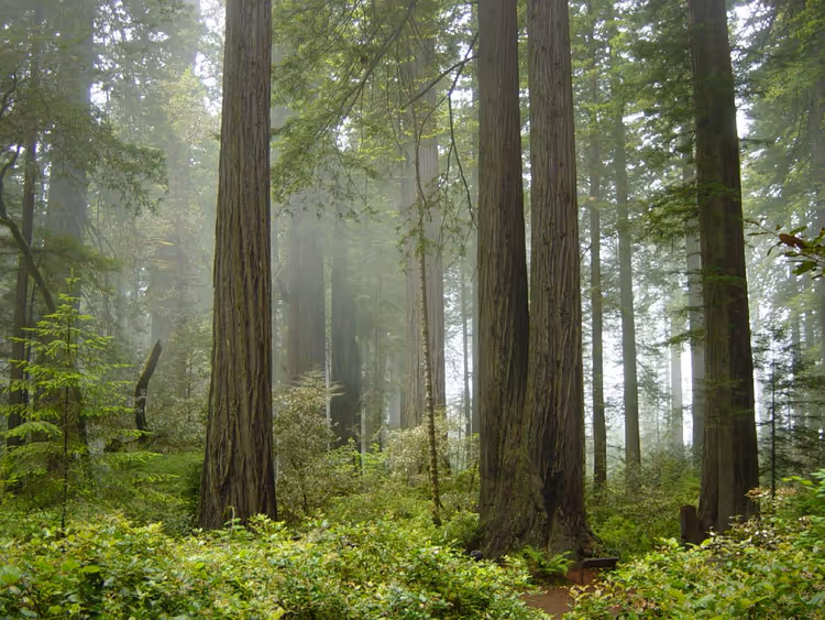 Redwood Park'ın sekoya ormanında sis