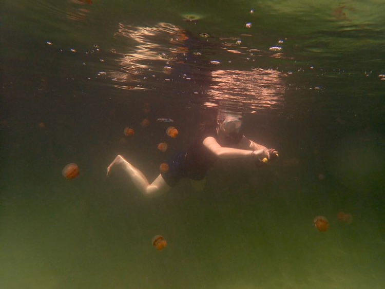 Schnorchler schwimmt zwischen Quallen in grünem Wasser
