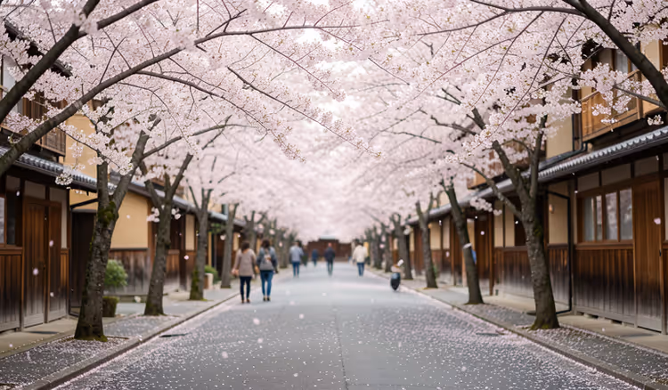 Kirschblüten in einer ruhigen Straße