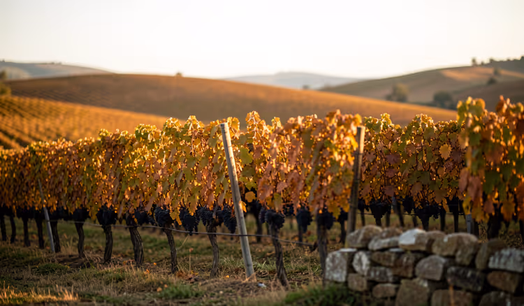 Weinberge im Herbst auf den Hügeln