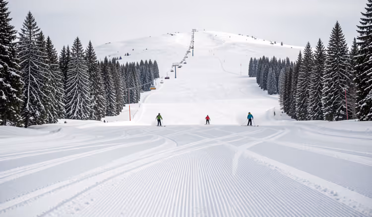 Skipiste mit Skifahrern zwischen Fichten