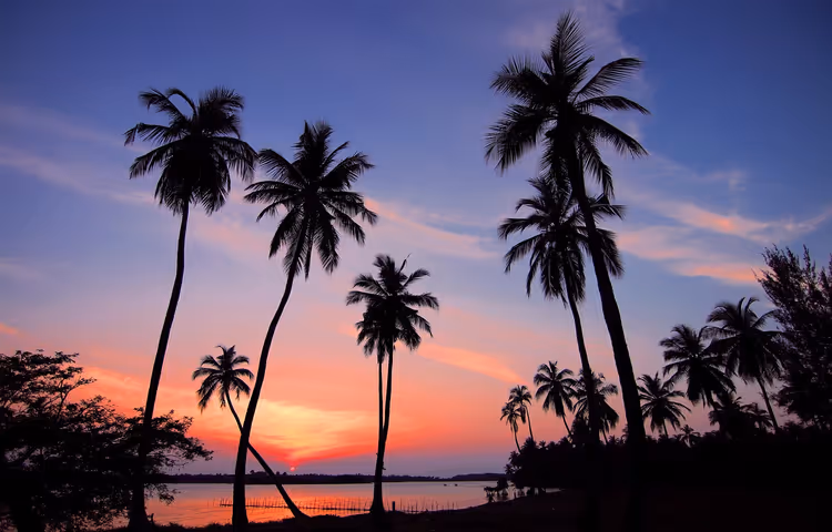 Palmeras recortadas contra una puesta de sol sobre el mar