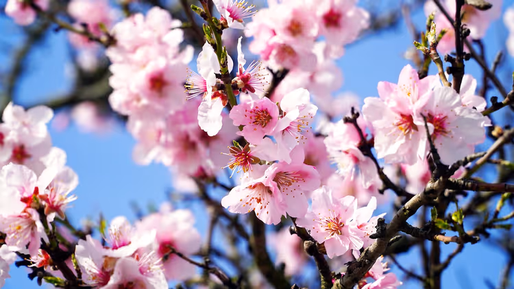 Rosa Mandelblüten an Zweigen im Frühling