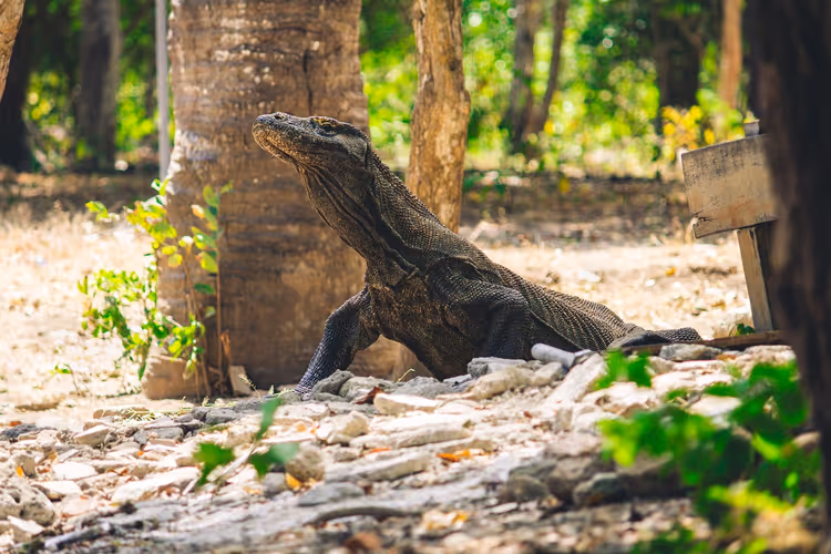 Indonesia: 17 508 øyer, den blå ilden på Ijen og komodovaraner