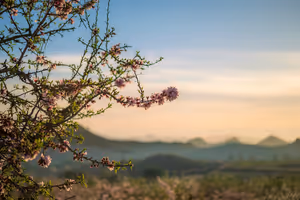 Mandelblüte auf Mallorca: Wann hinfahren und wo du sie siehst