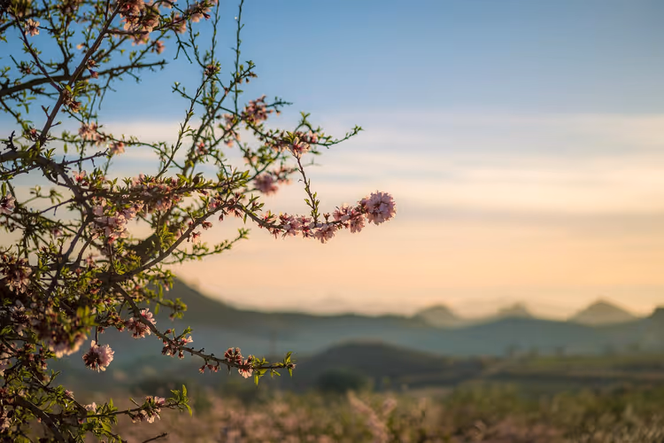 Mandelblüte auf Mallorca: Wann hinfahren und wo du sie siehst