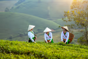 Vietnam måned for måned: hvor det er tørt og varmt, og hvor det kommer regn og tyfoner
