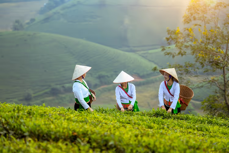 Drei Frauen mit Kegelhüten und Körben auf dem Rücken pflücken Teeblätter auf einer grünen Hangplantage in Vietnam