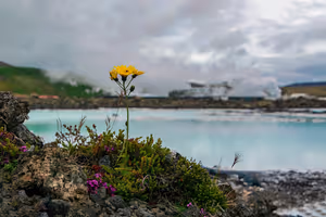 Gelbe Wildblume auf bemoostem Lavagestein neben dem milchig blauen Wasser und aufsteigenden Dampf der Blauen Lagune, Island