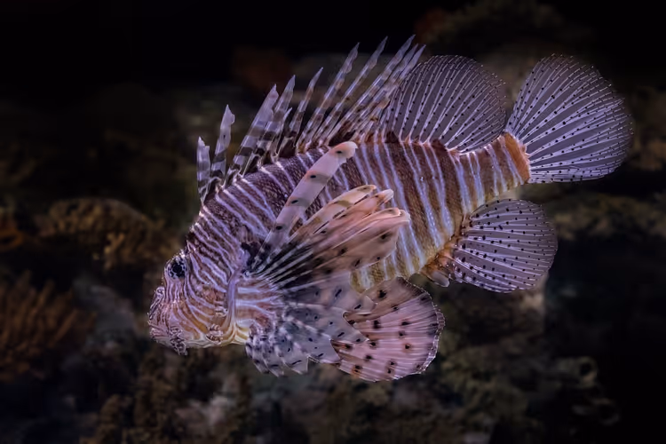 Gestreifter Rotfeuerfisch mit aufgefächerten Stachelflossen schwimmt über einem dunklen Korallenriff