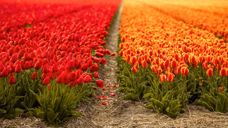 Rangées de tulipes rouges et orange en fleurs