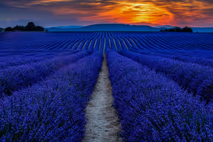 Lavendel in der Provence: Wann du für volle Felder fahren solltest