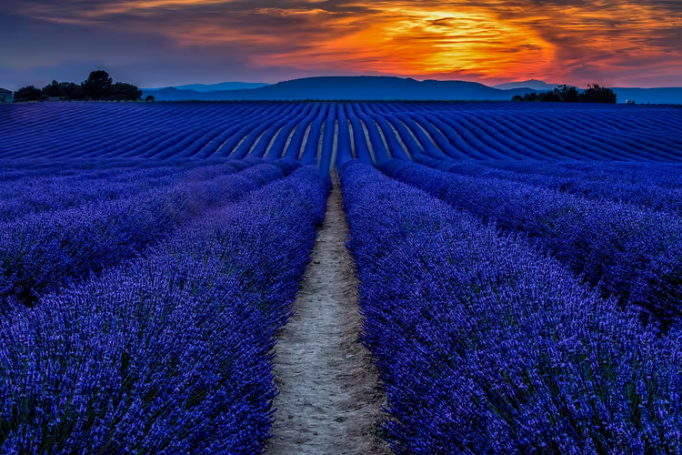 Feldweg zwischen Reihen von violettem Lavendel in der Provence, der auf ferne Hügel zuläuft, unter orangefarbenem Abendhimmel