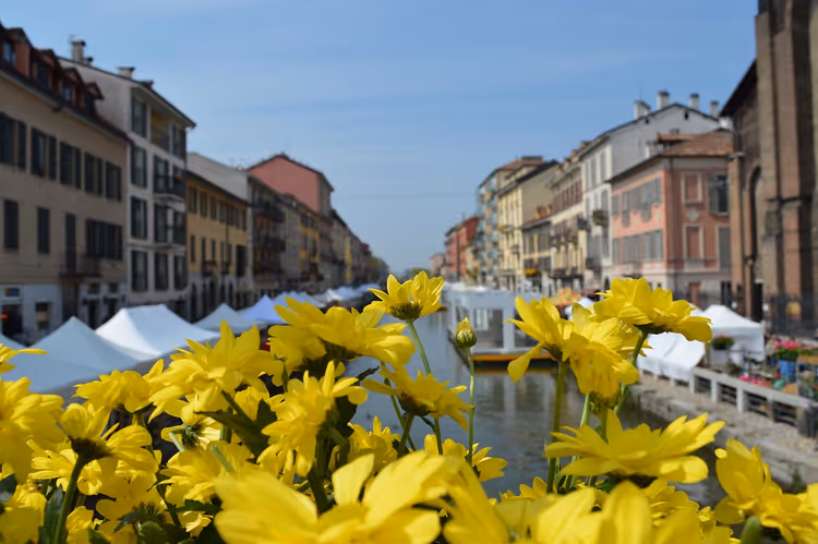 Gule blomster på bredden av kanalen Naviglio Grande