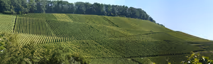 Grüne Rebzeilen an einem sonnigen Hang, oben ein Waldstreifen unter klarem Himmel