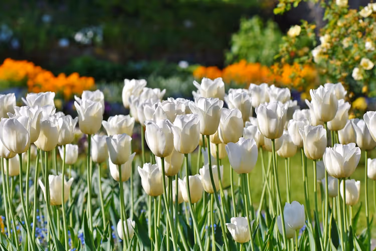Brüsseler Park im Frühling mit Tulpen