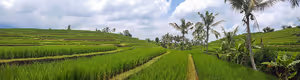 Indonesien nach Jahreszeiten: Wann nach Bali, Sulawesi und Papua reisen