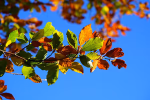 El valle del Duero en otoño: quintas, catas y paseos junto al río