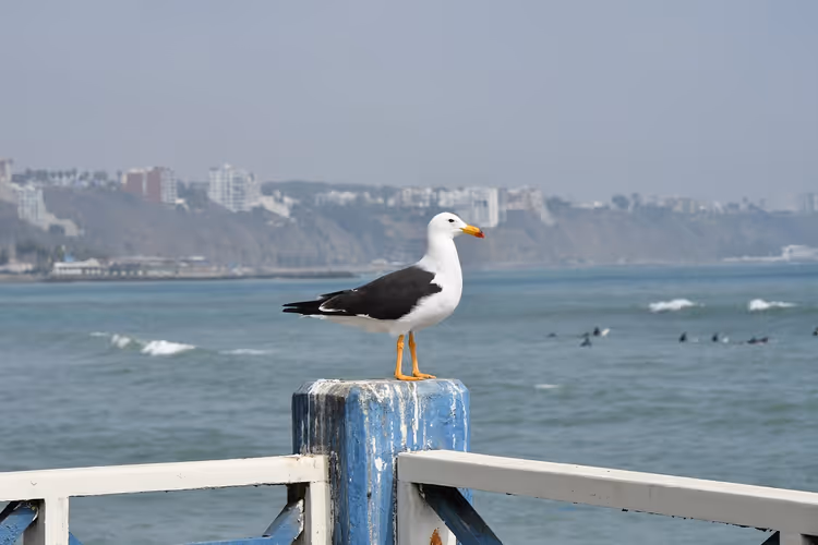 Möwe auf einem blauen Pfahl am Pier über dem Ozean in Lima, im Wasser Surfer, dahinter dunstige Steilküste
