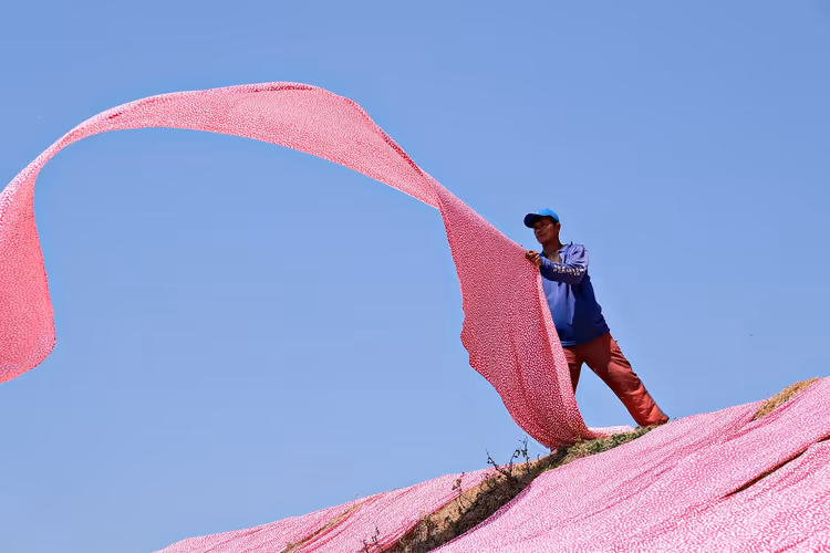 Arbeider legt roze stof uit om te drogen op een helling