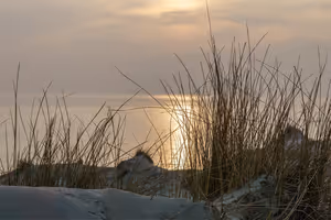 Strandhafer auf einer Sanddüne im Vordergrund, dunstiges Abendlicht spiegelt sich auf ruhiger See in den Niederlanden