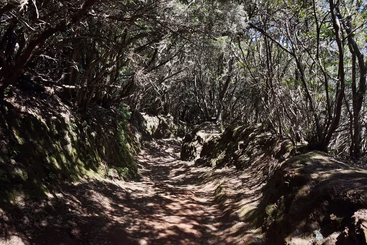 Anaga Parkı'nda gölgeli orman patikası