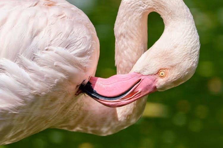 Amerikaanse flamingo die zijn veren poetst, close-up