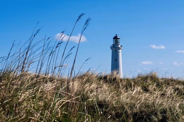 Weißer Leuchtturm hinter windzerzaustem Dünengras an der dänischen Küste unter klarem blauem Himmel