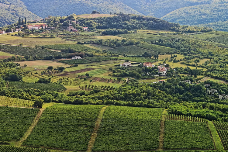 Weinberge und grüne Hügel im ländlichen Kroatien