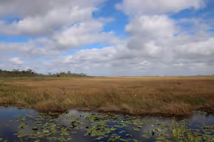Everglades nasjonalpark i Florida: billetter og hva du bør se