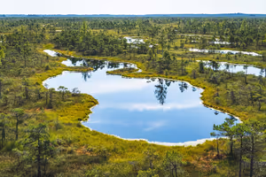 Moorseen spiegeln den Himmel zwischen kleinen Kiefern und gelbgrünem Moos in einem lettischen Moor von oben