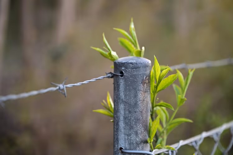 Metallener Zaunpfosten mit Stacheldraht, umwachsen von frischen grünen Blättern, vor unscharfem Hintergrund