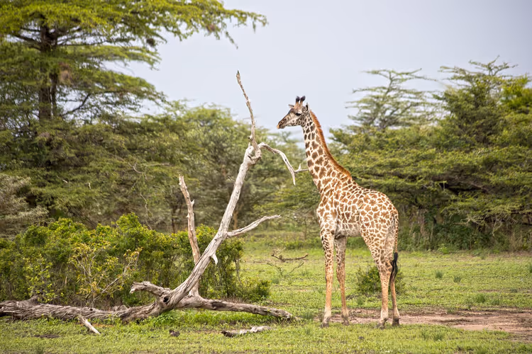 Giraffe in de savanne tussen acacia's, Tanzania