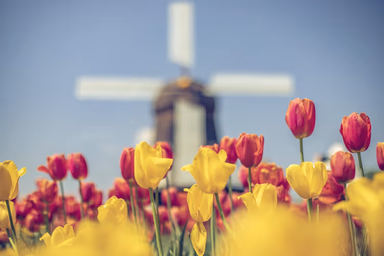 Niederlande nach Monaten: Wann du für Strand, Stadt und Tulpen reisen solltest