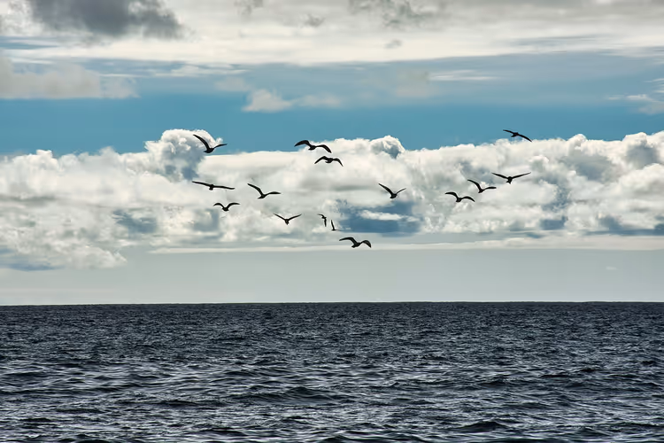 Schwarm Seevögel im Tiefflug über dunklem, gekräuseltem Meerwasser unter geschichteten weißen Wolken und blauem Himmel