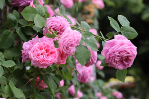 Büschel voll erblühter rosa Rosen an einem Strauch mit grünen Blättern, Nahaufnahme vor unscharfem Gartenhintergrund