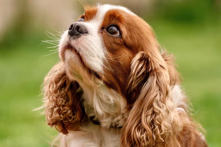 Cavalier King Charles Spaniël op groen gazon kijkt omhoog