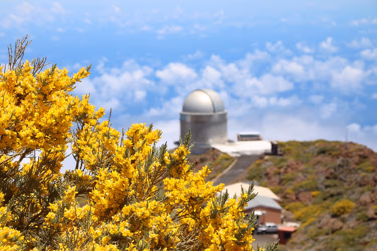 Observatoriumskuppel zwischen Wolken und gelben Blüten