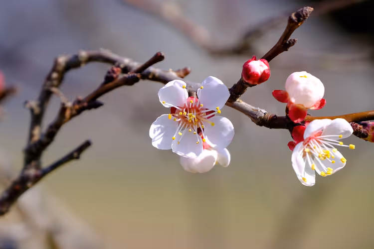 Marillenblüte in der Wachau 2026: Termine, Schiffe und Routen
