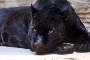 Il Pantanal in Brasile: dove vedere i giaguari e quando andare
