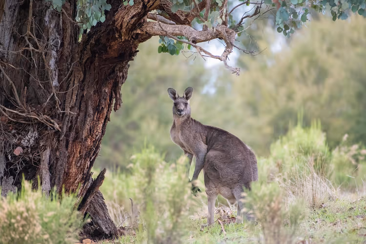 Graues Känguru im hohen Gras neben einem knorrigen Eukalyptusstamm blickt in die Kamera, Australien