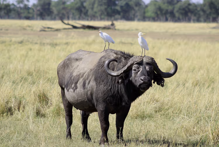 Kenya: 10 stopp fra Maasai Mara til revene ved Diani Beach