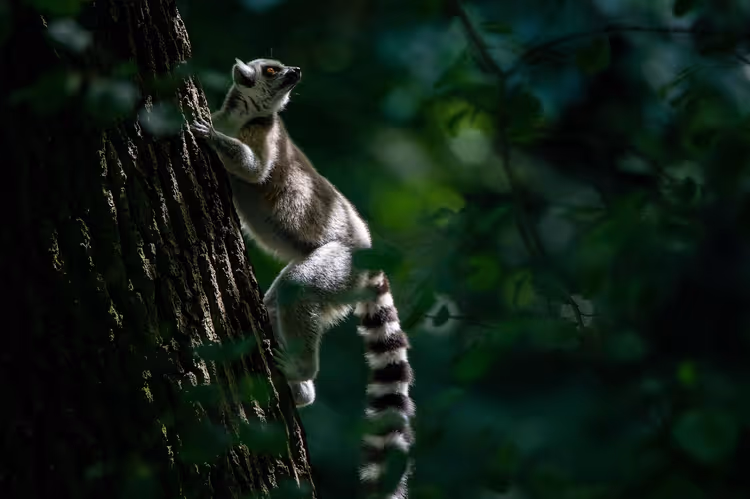 Hva du kan se på Madagaskar: en rute fra vulkaner til hvaler