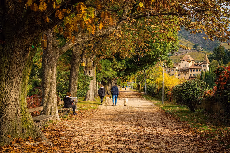 Trädkantad grusad promenad täckt av höstlöv i Italien, med människor som rastar hundar och en slottsliknande villa bakom