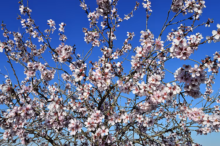Blühende Mandelzweige vor blauem Himmel