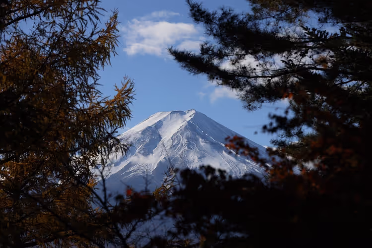 Berg Fuji im Schnee durch Baumzweige