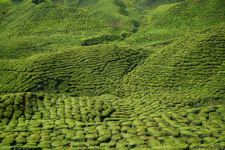 Grüne Hügel mit Teeplantagen in Sri Lanka